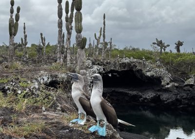 modronohá sula galapágska