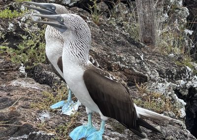 modronohá sula galapágska