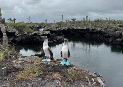 modronohá sula galapágska