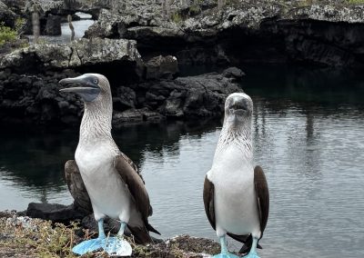 modronohá sula galapágska