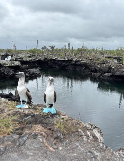 modronohá sula galapágska
