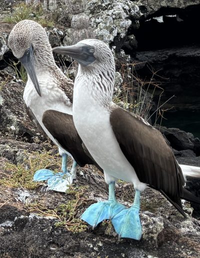 modrononhá sula galapágska