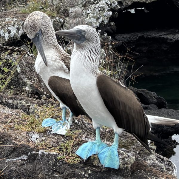 modrononhá sula galapágska