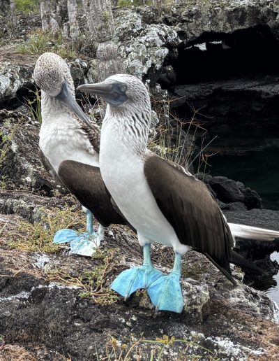 modronohá sula galapágska