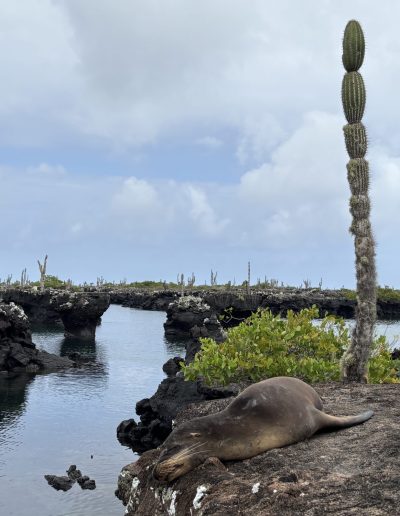 uškatec sea lion
