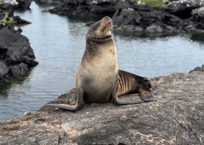 uškatec sea lion
