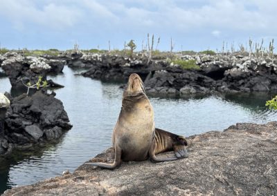 uškatec sea lion