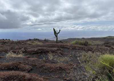 isla isabela galapagos pacific